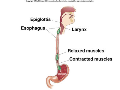 digestive system esophagus function